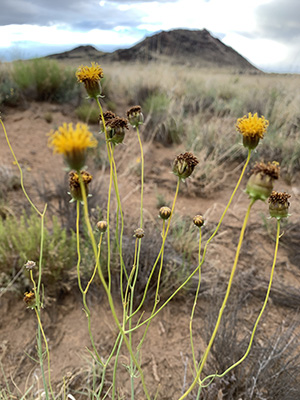 Image of yellow flowers in the desert