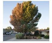Image of a browning cottonwood tree