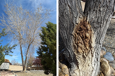 Images of a cottonwood tree with decay