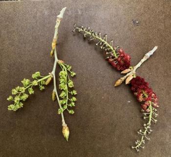 Image of green and red cottonwood flower stems