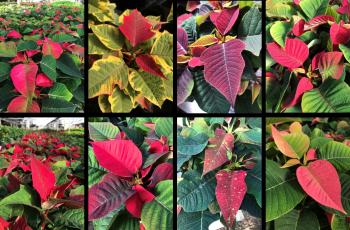Images of poinsettia cultivars
