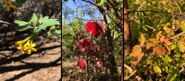 Images of different color leaves