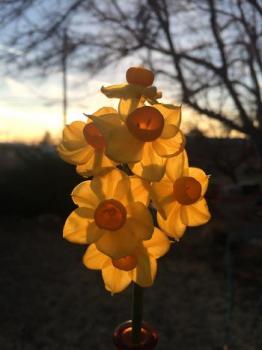 Image of a cluster of daffodils