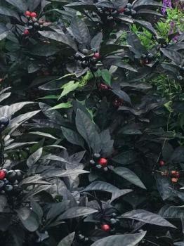 Image of ornamental chile plants (almost-black fruit & leaves) in Washington D.C.