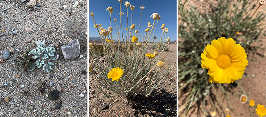 Images of desert marigold flowers