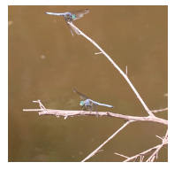 Image of dragonflies above water