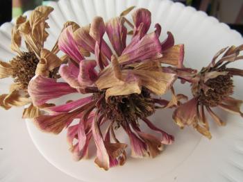 Image of a dried pink zinnia