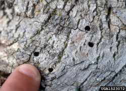 Image of the D-shaped hole made by an emerald ash borer (EAB)