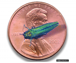 Image of the size of an emerald ash borer (EAB) in comparison to a penny