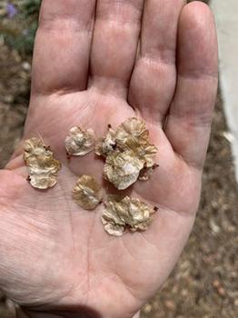 Image of a hand holding Siberian elm seeds