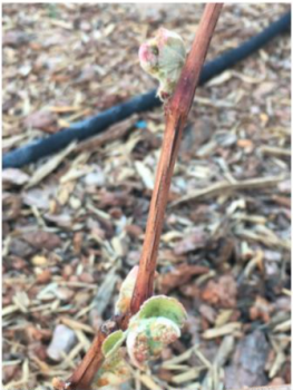 Image of Faith table grape showing off its flower clusters