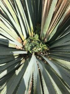Image of a sotol plant