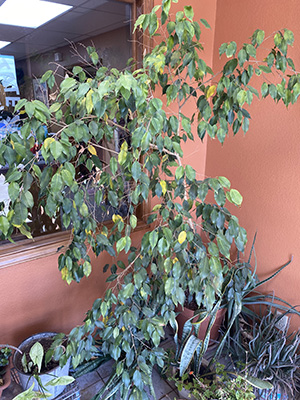 Image of a Ficus tree by a window