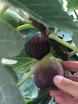 Image of big figs on NMSU campus