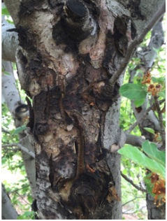 Image of tree infected with fire blight