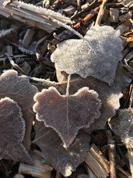 Image of frosty cottonwood leaves