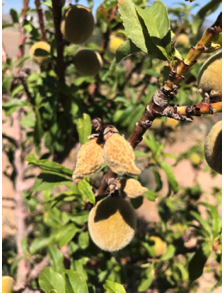 Image of fuzzy fruitlets in Lordsburg
