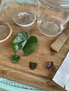 Image of glass jars and leaf fragments