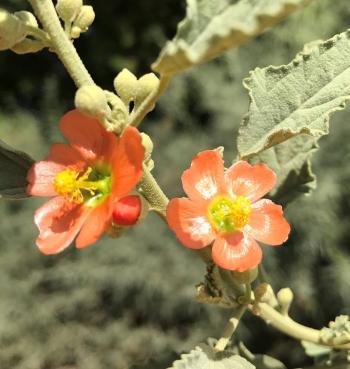 Image of Scarlet globemallow flowers