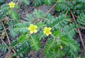 Image of the little yellow flowers on green weeds