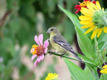 Image of a goldfinch bird near zinnia and sunflowers