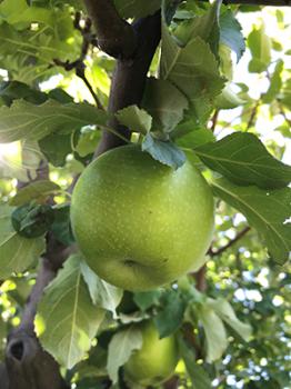 Image of a green apple on the tree