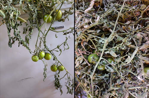 Image of green tomato plants