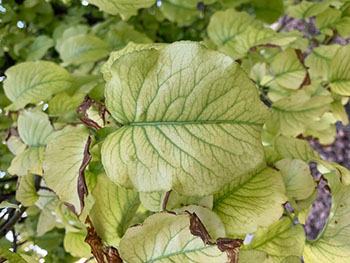 Image of greenish pear leaves