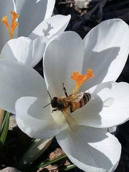 Image of a white crocus flower with a honey bee in the middle