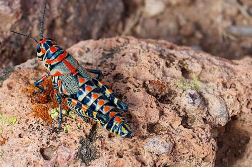Image of a colorful grasshopper