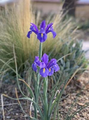 Image of purple irises