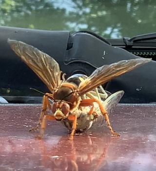 Image of cicada killer wasp taking cicada