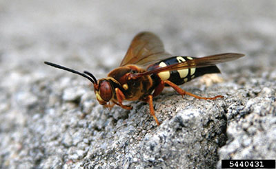 Image of cicada killer wasp