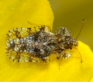 Image of adult lace bug