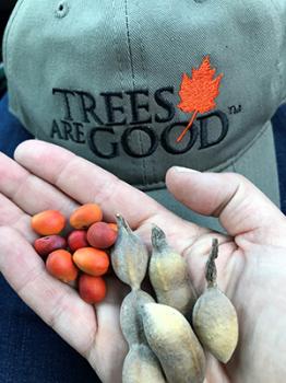 Image of orange seeds in hand with a "Trees are Good" cap 