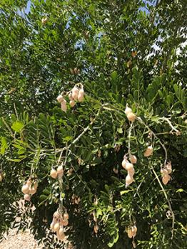 Image of Texas mountain laurel tree with hanging seeds