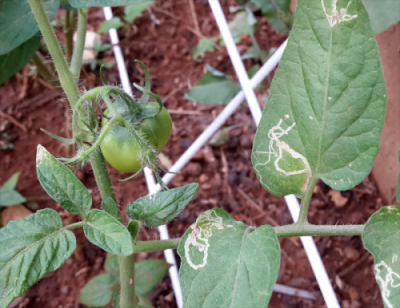 Image of a tomato plant with damage