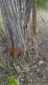 Image of a tree trunk with rust-colored growth