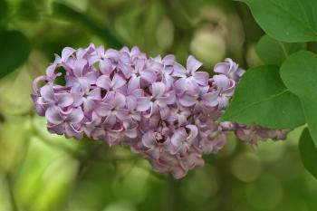 Image of lilac flowers