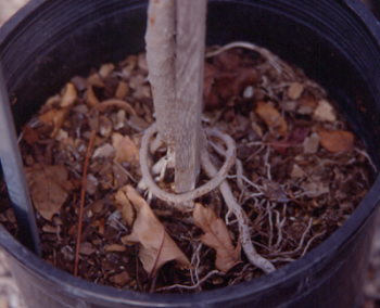 Image of a tree with roots exposed still in the pot