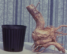 Image of a dead trees roots and a black pot