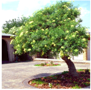Image of Mexican elder tree