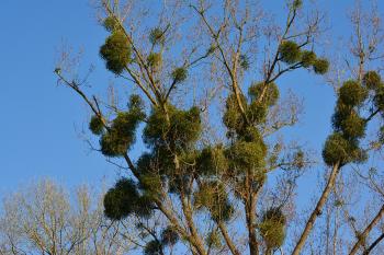 Image of branches of a tree with the mistletoe parasite