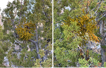 Image of native dwarf mistletoe on junipers
