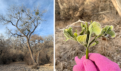 Image of mistletoe up in a cottonwood tree and in hand after it has fallen