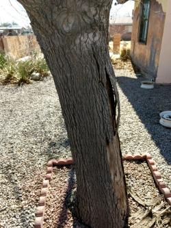 Image of mulberry tree in Las Cruces