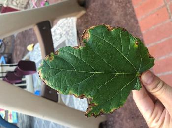 Image of a mulberry tree leaf