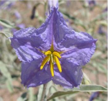 Image of a purple Silverleaf nightshade flower
