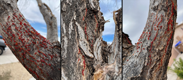 Image of trees with red sap oozing
