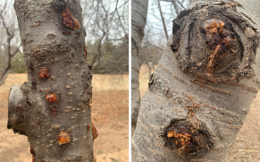 Images of trees with orange sap oozing